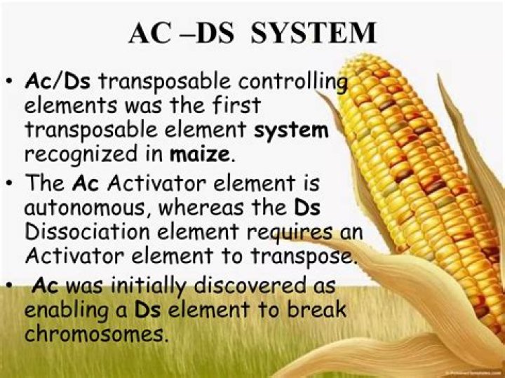 About DS-System