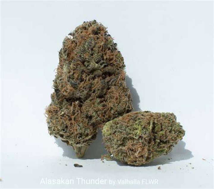 American Sold Alaskan Thunder Fuck Marijuana Seeds