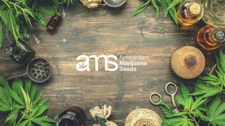 Amsterdam Marijuana Seeds Ams