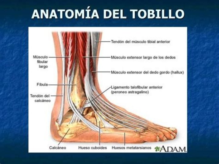 Anatomía del tobillo