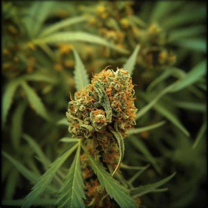 asian orange weed strain - gushers weed strain