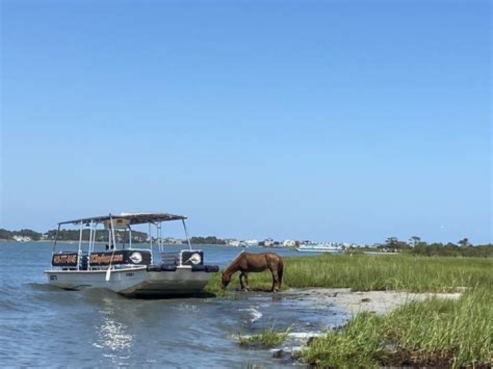 Assateague Boat Tours Ocean City Kk, Custom Aluminum Boats Qld Dog