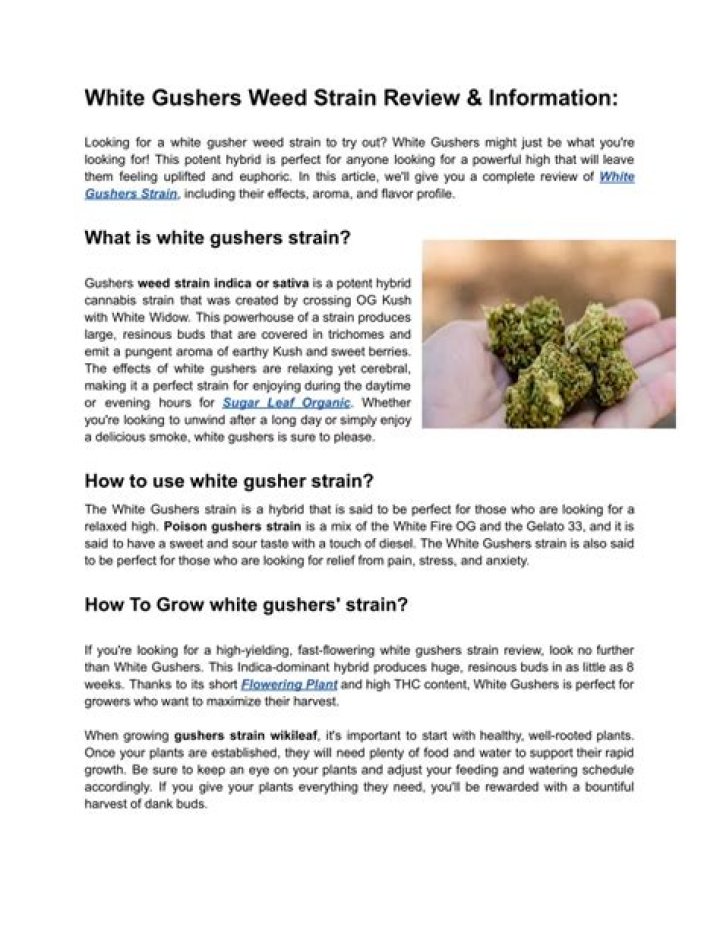 barry white strain weed - gushers weed strain
