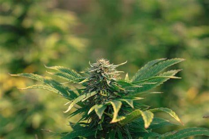 Best Marijuana Seeds In Oregon