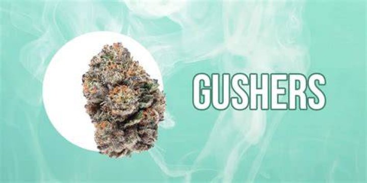 best weed strain for - gushers weed strain