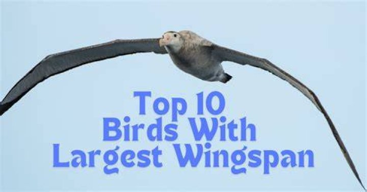 Biggest Wingspan Of A Bird Largest As