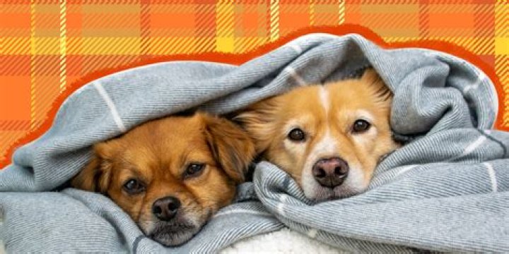 blankets with dogs on them