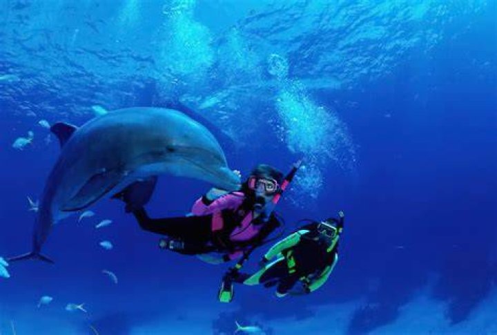Blue Dolphin Snorkeling Tour