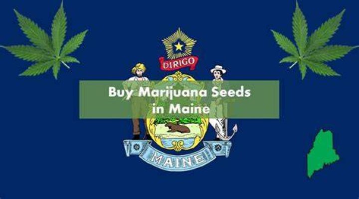 Buy Marijuana Seeds In Maine