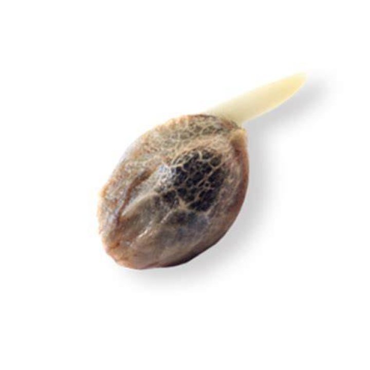 Buy Marijuana Seeds In Michigan