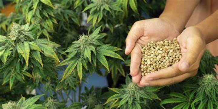 Buy Marijuana Seeds In Washington State
