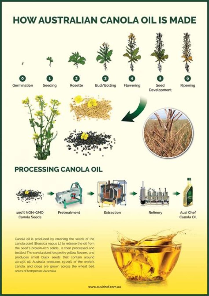 Canola Oil's Health Concerns Revealed