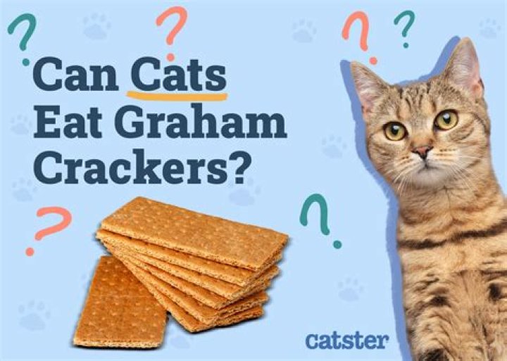 Cats and Graham Crackers: What You Should Know