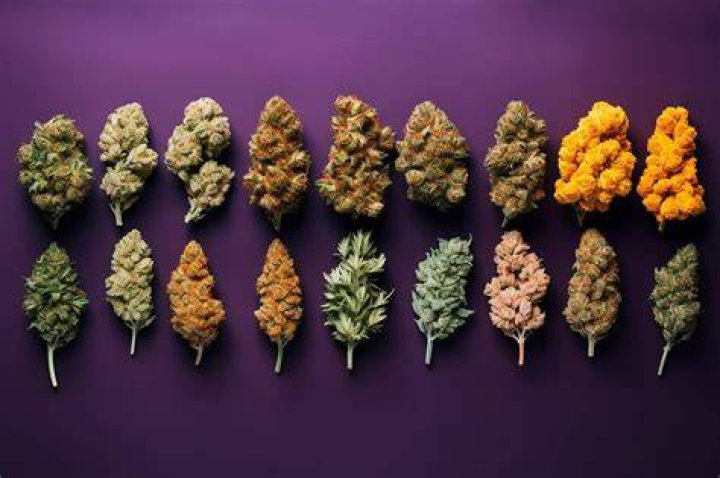cbd strain weed still got me high