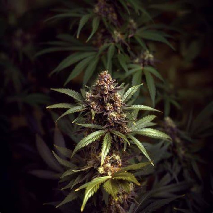 charleone weed strain - gushers weed strain