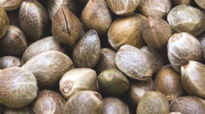 Cheap Marijuana Seeds In The Us