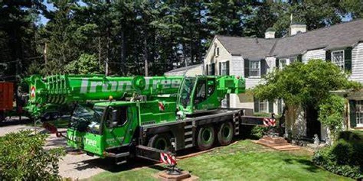 Cicoria Tree and Crane Service Inc