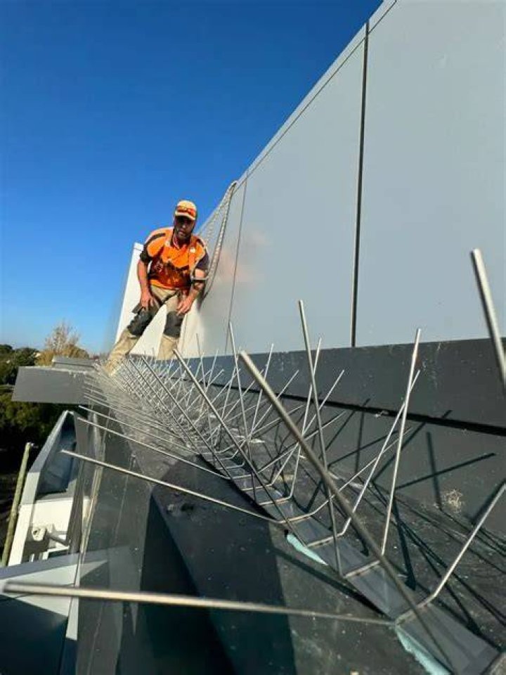 Commercial Bird Control Sydney Products & Techniques1