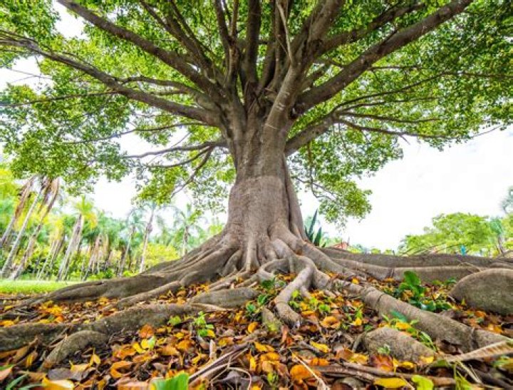 Connecting with Your Roots: Exploring My Desi Net for South Asian Connections