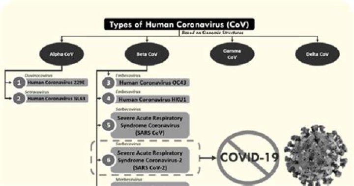 Coronavirus | Human Coronavirus Types