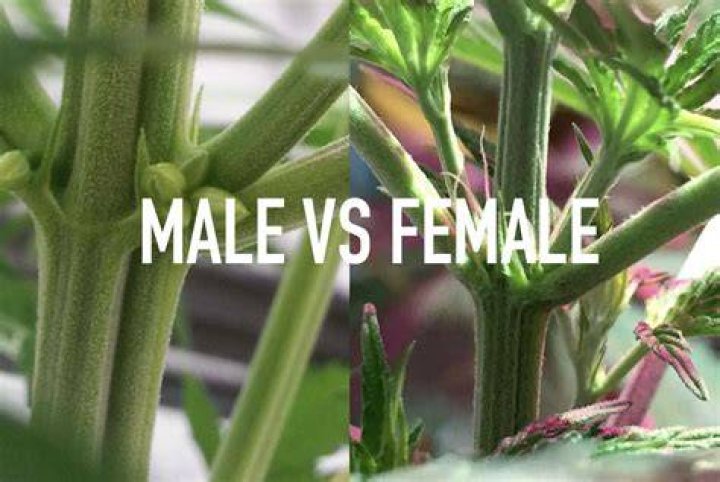 Difference Between Female And Male Marijuana Seeds