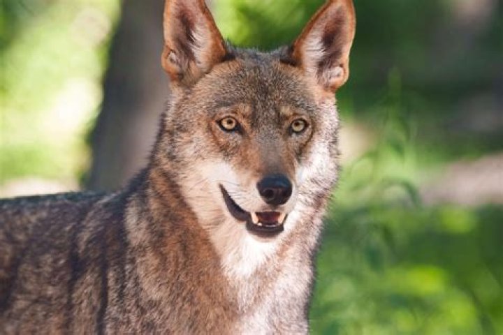 Discover The Trailblazing Impact Of Molly Redwolf In Native Health Advocacy