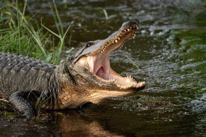 Discover the Winners of the Coveted Louisiana Alligator Tags in 2023
