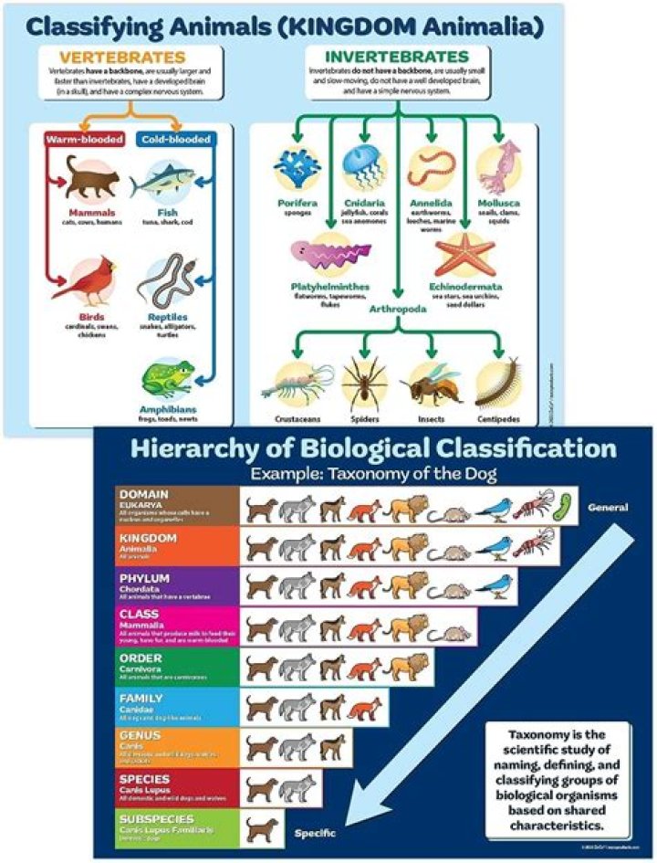 Discoveries From Animal Kingdom To Family Ties