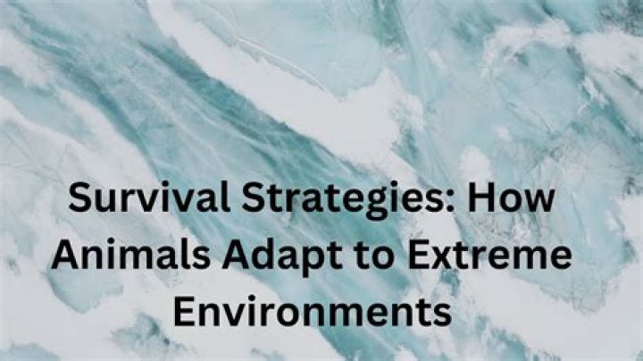 Discovering Animal Survival Strategies During Disasters