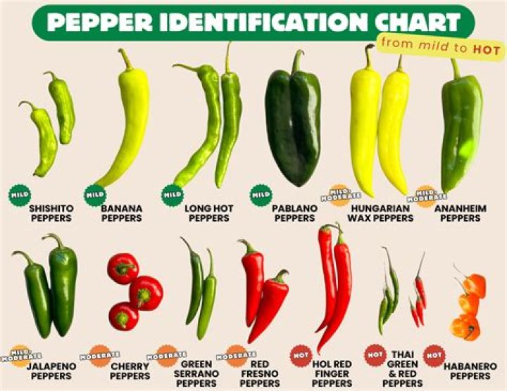 Discovering The Fiery Flavor Of Helena Chilli Peppers
