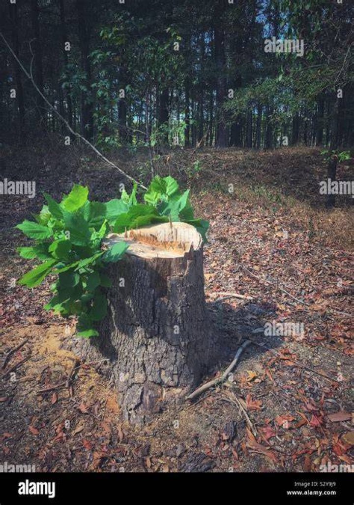  Do Tree Stumps Grow Back? 