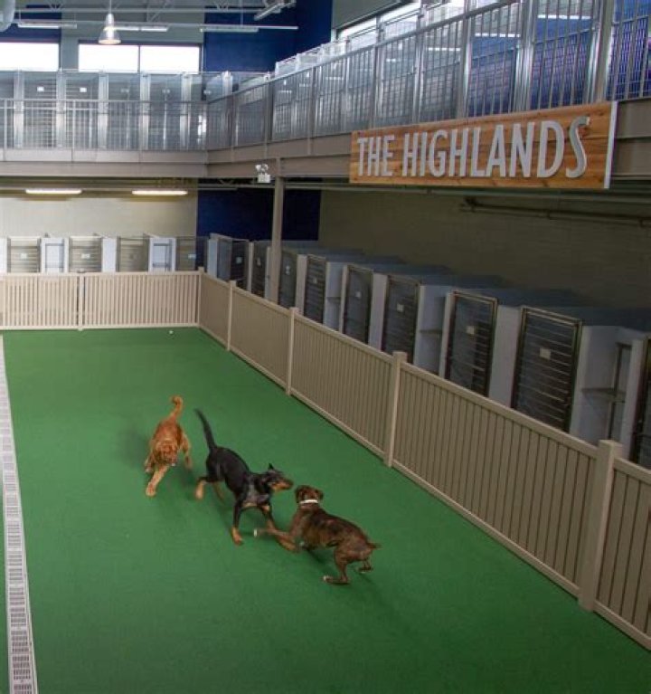Dog Boarding & Daycare S&point ID