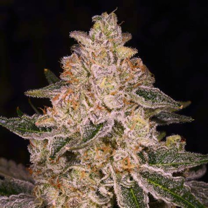 Dosidos x Holy Punch Genetics