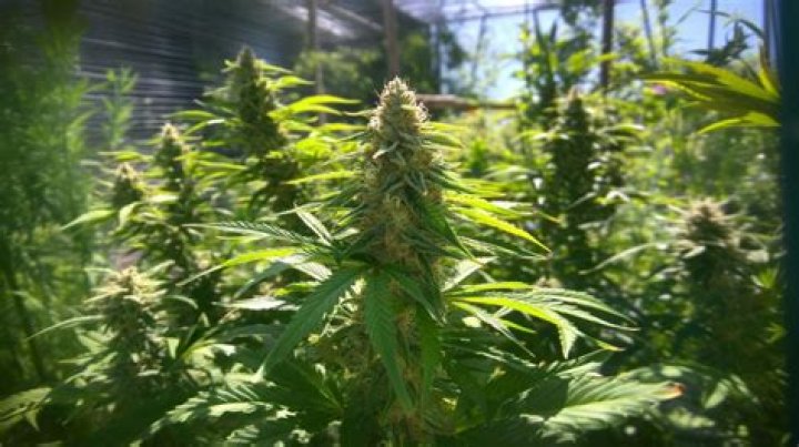 elb weed strain - gushers weed strain