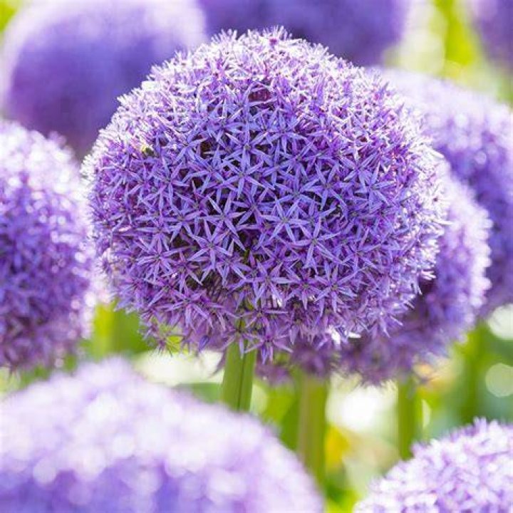 Exploration Courtyard / Allium Globe Master