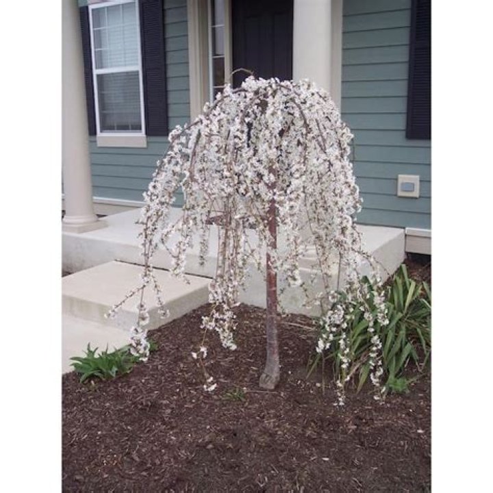 Exploration Courtyard / Dwarf Weeping Cherry Tree
