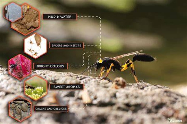 Exploration Courtyard / Mud Dauber