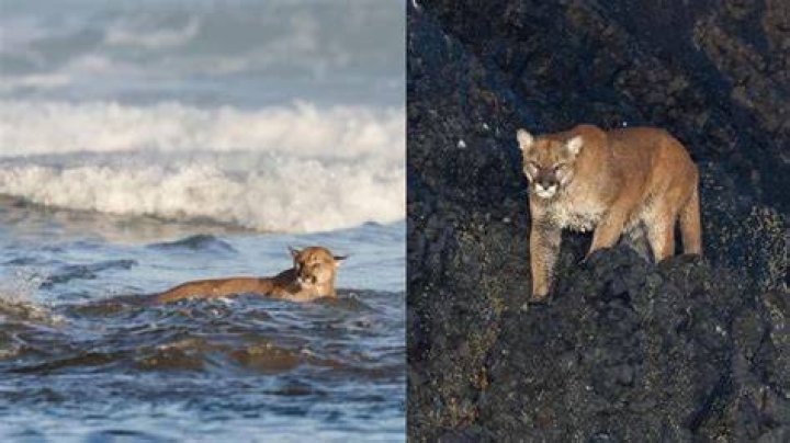 Explore Cougar Spots: 2023