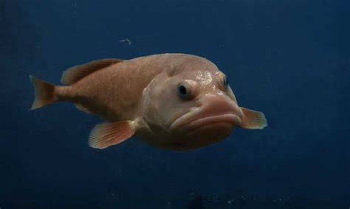 Exploring the Curious Diet of Blobfish
