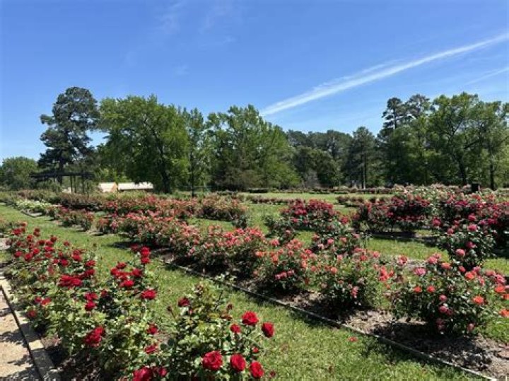 Exploring Tyler, Texas: What Someone Like Tyler McNair Finds in the Rose Capital