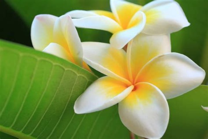 Fleur Netanyahu: Exploring the Life of Fleur Cates Harlan Beyond the Headlines