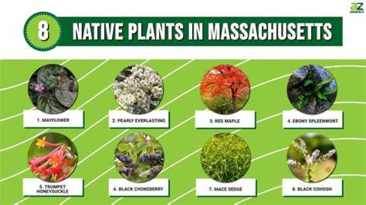 Free Marijuana Seeds In Massachusetts