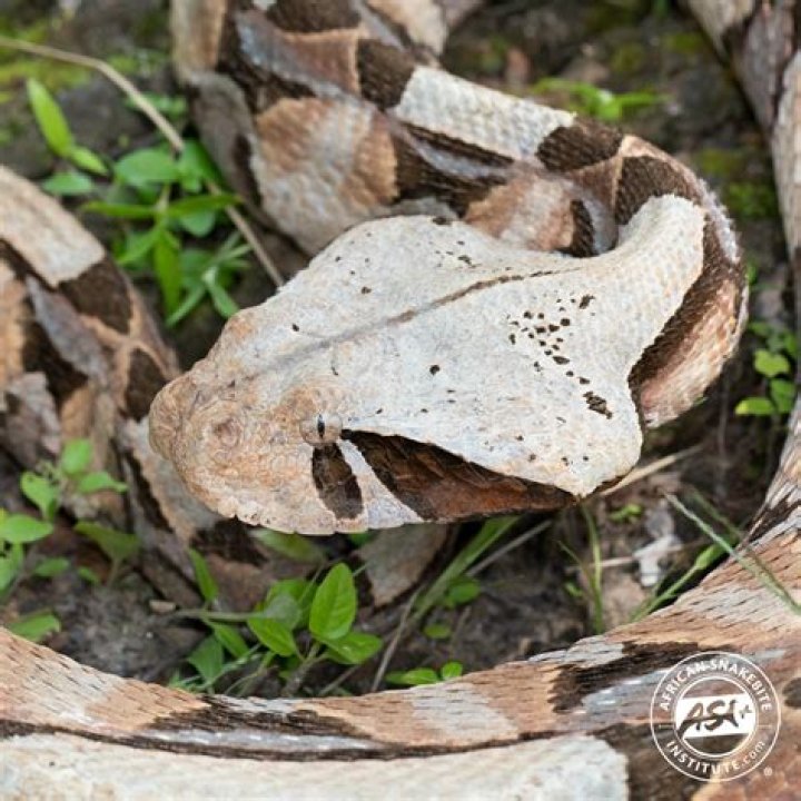 Gaboon Viper: Africa's Master of Camouflage and Venom