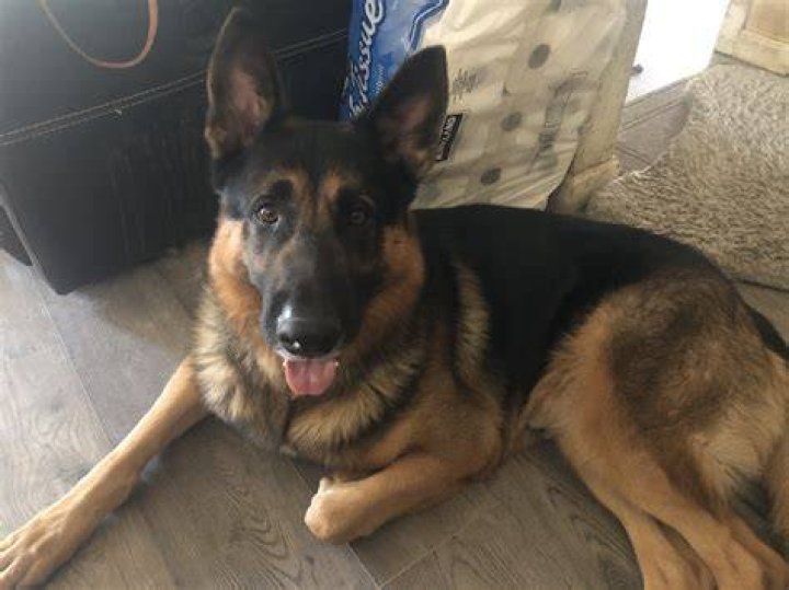 Greater California German Shepherd Rescue Home