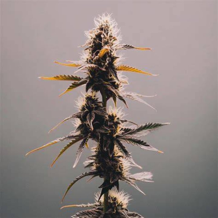 I Love Growing Marijuana Seeds