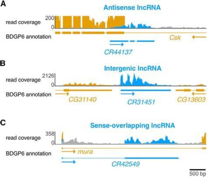 Integrative Genomics Viewer - CCRs