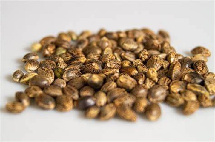Is Shipping Marijuana Seeds Illegal