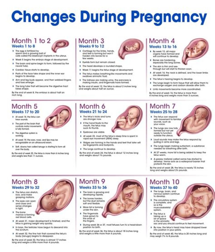 Jessica Tarlov's Pregnancy Journey And Beyond