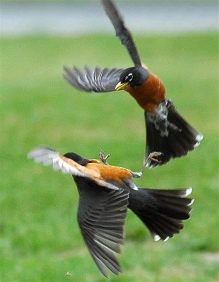 Journey North American Robin Migration