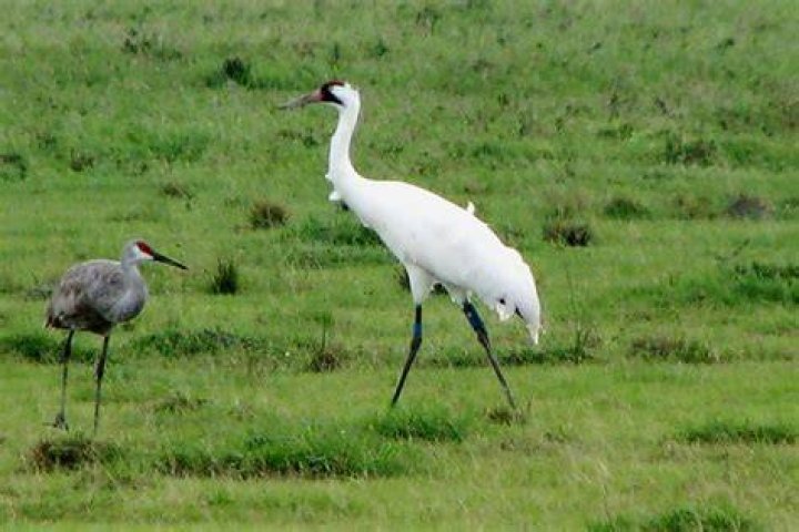 Journey North Crane